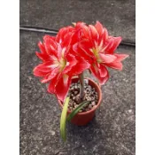 重瓣激艷孤挺花小球根/開花植物/耐旱植物