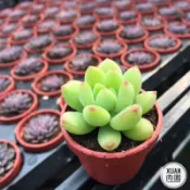 一吋迷你盆【春萌】多肉植物|多肉|景天科｜療癒小物| 組盆|可愛|［Xuan肉園］