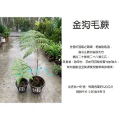 心栽花坊-金狗毛蕨/金狗毛/14吋盆/綠化植物/室內植物/觀葉植物/蕨類/售價1500特價1200