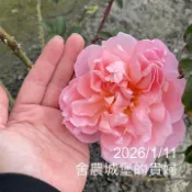 舍農城堡的貴婦 大型蔓類 超級大花 強香 強健好養《四季有花玫瑰園》玫瑰苗 玫瑰盆栽 嫁接樹玫瑰 月季棒棒糖