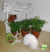 ~長榮~~【羅漢松】3吋 造型樹　優良綠籬　避邪植物　庭園花木　