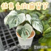 (店+)賠錢出清 仿真斑葉龜背芋 白斑龜背芋 龜背芋 開店招財 慶祝生日 仿真 假花 植物 園藝 盆栽