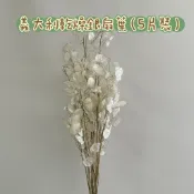 『花藝夢』義大利乾燥銀扇葉 5片販售 不凋銀幣葉 銀扇草 金錢花 銀貝葉 乾燥花
