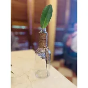 小園丁-單片「金錢樹」招財進寶，常綠植物，水耕養植