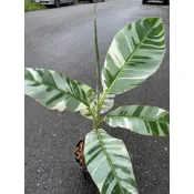 ✨超美斑非組培🌿夏威夷雲彩蕉🍌果實成熟可食用/觀賞彩蕉，要更大棵請先聊聊👏