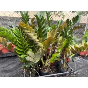 黑葉美鐵芋/金錢樹4寸