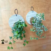水水泥好❣ 苔球水泥上板  苔球苔玉水泥上板 水泥板板圓形上板 兔腳蕨上板 常春藤上板 文青小品療癒家居園藝裝飾品