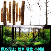 魚缸造景紅杉木搭配杜鵑根香檳樹枝 適用於水族箱沉木裝飾 雨林缸素材