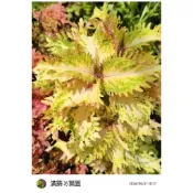 滿築觀葉彩葉草（65）