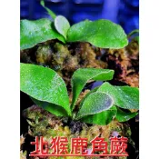 ✨KAI鹿角蕨👍【23-北猴P. Monkey North】2寸盆大苗(附花牌) ✨✨✨✨