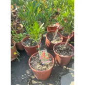 ★綠霖園藝★大紅袍羅漢松 嫁接苗 觀賞植物/水果樹苗/新興果樹/果苗/嫁接/植物/盆栽