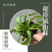植得｜龍捲風山蘇｜室內空氣淨化蕨類植物