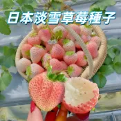 【稀有粉白色草莓種子】台灣培育適用 陽台盆栽居家園藝 自種可食用 觀賞盆栽 新鮮高發芽率 特殊色草莓 限量預購 簡易栽種