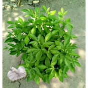 7-10吋盆 [大茉草盆栽 抹草盆栽 避邪草盆栽 ] 室外植物  驅邪避凶 淨身洗澡 收驚泡澡用 常搭配［芙蓉］一起使用
