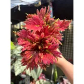 Mien米恩/彩葉草49(3吋)/雨林/觀葉/網紅/IG/室內/植栽/