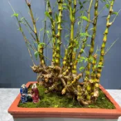 【正宗佛肚竹種子】現貨 精品觀賞竹種籽 四季長青盆景種子 好養~易發芽 室內外綠植盆栽種子 四季可種