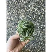 (店+)空氣鳳梨 捲葉小精靈（小叢生）