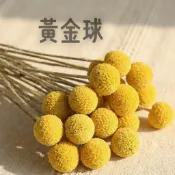 乾燥黃金球 黃金球 乾燥花 綜合 不凋花 永生花 卡斯比亞情人草 向日葵 勿忘我 滿天星 兔尾草 居家擺設 花藝 花束