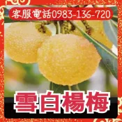 ✨如熱戀般甜蜜不膩口的新品種【雪白楊梅】靠接苗 水晶楊梅、恆春楊梅、白楊梅、黑碳楊梅、黑糖楊梅、樹莓、小紅莓