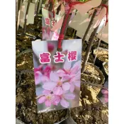 🍁香亭苑🍁 富士櫻 粉紅富士櫻 櫻花 4吋半盆 嫁接苗 花期2-3月 高度30-40公分 💲單價200元