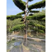 大型層型羅漢松（20年以上）