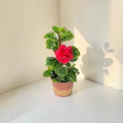 英宏 朱槿5寸 扶桑花 木槿 四季開花 開花植物 陽光植物