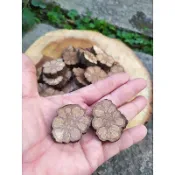 菊花木、菊花藤、龍鬚藤、原木切片