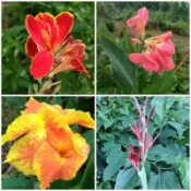 ［實藏園］黃彩\粉彩\紅彩\小紅 /美人蕉、蓮蕉花裸根苗