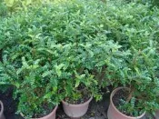 ╭＊田尾玫瑰園＊╯香花植物(胡椒木)---全株具濃烈胡椒香味