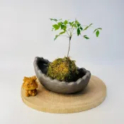 花盆王 知雨若泥 台灣現貨 多肉植物苔球苔玉苔蘚小品盆景 黑松羅漢松真柏赤松五葉松楓樹櫸樹造型盆 矮船型半月鞍馬盆南蠻盆