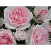 奧斯汀-威基伍德 The Wedgwood Rose-5寸控根盆、7-8寸大！超人氣品種！《蟹老闆園藝花卉🤟》藤本玫瑰苗