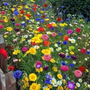 台灣花海種子 波斯菊花籽 易種野花 四季花籽 秋播花卉 花園美化 陽台盆栽 花海景觀 景觀綠化 蜜源植物