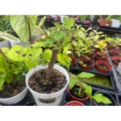 九重葛-重瓣紅(4寸盆隨機出貨整盆出售非枝條)含盆及介質，寄送會局部掉花掉葉，末端枝葉會配合店到店箱子少許修剪才出貨