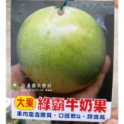 綠霸牛奶果 請先洽詢確認 大果 牛奶果 嫁接苗 越南新娘指定購買品種 綠霸牛乃果 星蘋果 860 紫星 紫龍 紫鑽 紫霸