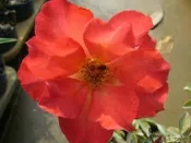 ╭＊田尾玫瑰園＊╯玫瑰花--(月光五月五)
