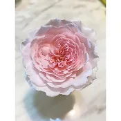 （現貨盆栽 ） 美咲五姐妹-美咲撫子 強香多花玫瑰花 苗 植株 月季 盆栽