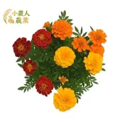 現貨隔日寄  混色孔雀菊種子 四季易開花 陽台盆栽 驅蚊植物 小萬壽菊 台灣出貨 快速發芽 花卉種籽