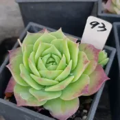 硬玉【EVA花園】0405更新 一物一拍 露養 療癒 多肉 植物 景天 平地露養 含盆寄