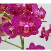 蝴蝶蘭變異株 Phal. Lianher Happy Star  “ Peloric“  三唇變異株，售2.5吋無梗苗