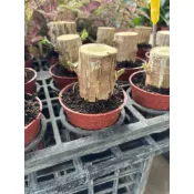 田尾詠泉農園/3寸盆/桌上小品/巴西鐵樹