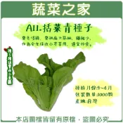 【蔬菜之家】A11.括菜青種子1000顆 葉色淺綠 葉柄扁大 纖維少 全年採收 小芥菜用 適宜炒食 葉菜類