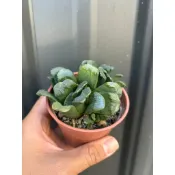 水模型園藝#靜鼓玉扇 多肉植物 3吋盆