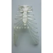 ♥❤人體骨骼模型 170CM人體的透明胸骨 仿真人骨架教學模型