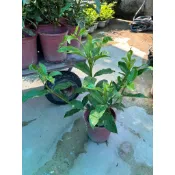 田尾詠泉農園/6寸盆/山黃梔花/可食用，會結果實，可染色的品種/傳統玉堂春/山梔子