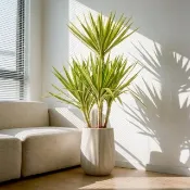 斑葉尤加樹 直條紋湛白圓盆 落地盆栽禮 開幕送禮 植栽 辦公室