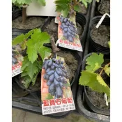 一禪種苗園-果肉飽滿汁水豐厚〈甜蜜藍寶石葡萄苗〉水果苗-3.5吋黑軟盆/果大肉美/果粒少籽/脆甜無渣/老少咸宜/ANNY