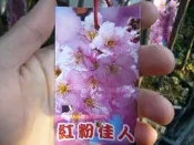 ╭＊田尾玫瑰園＊╯櫻花苗-(紅粉佳人櫻)3.5吋高30-40cm200元