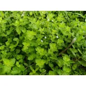 心葉水薄荷枝條1枝1元，草生栽培，良好的地披植物