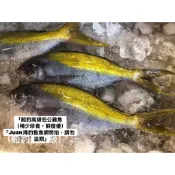 船釣高級包公雞魚（野生頂級雞魚，野生海魚，釣回鮮度達生食級）