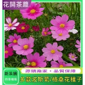 💗台灣現貨💗 四季開花不斷 波斯菊 格桑花種子 野花組合耐寒耐病易養活 室內庭院觀賞 花卉 觀賞植物盆栽